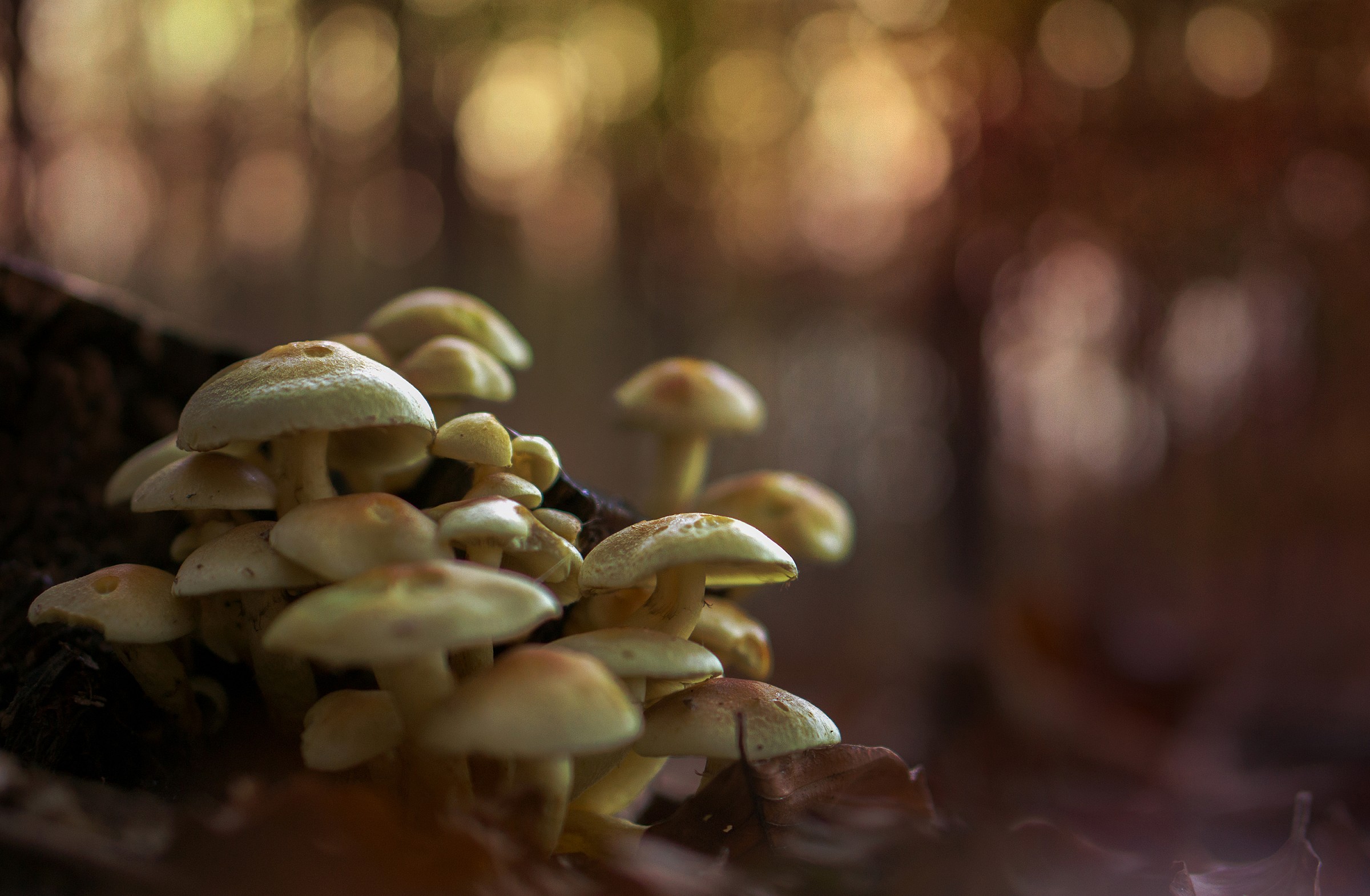 In the autumn beech forest