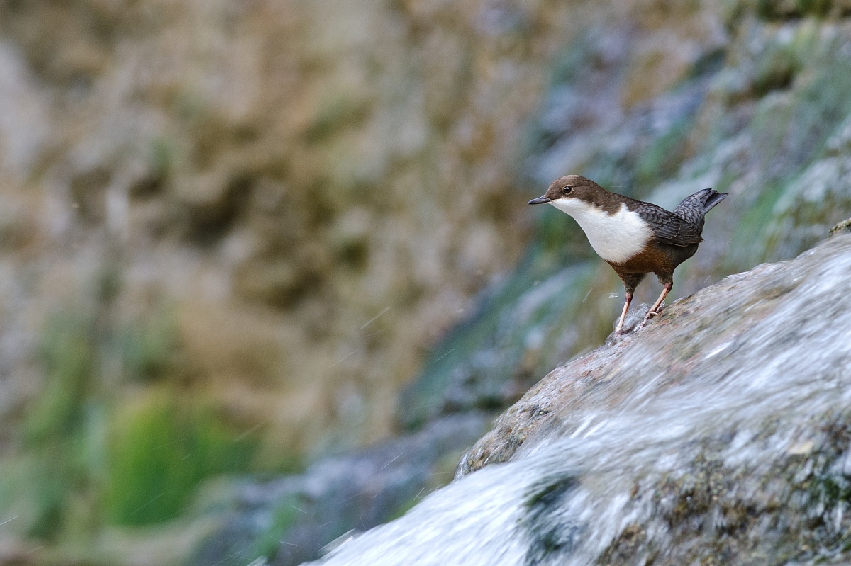 Dipper