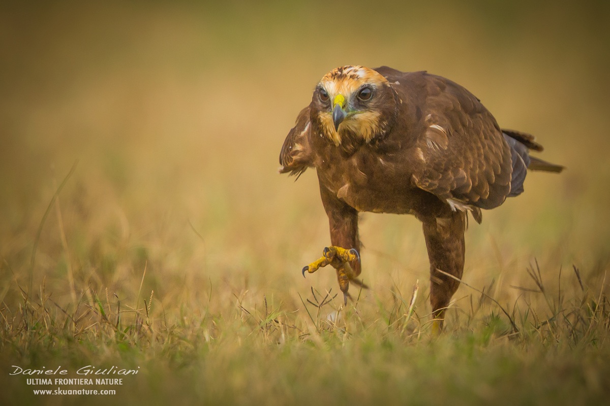 Falco di palude --- Western marsh harrier