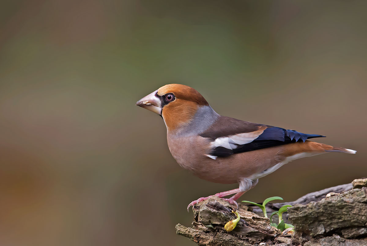 Frosone: Coccothraustes coccothraustes. En.: Hawfinch