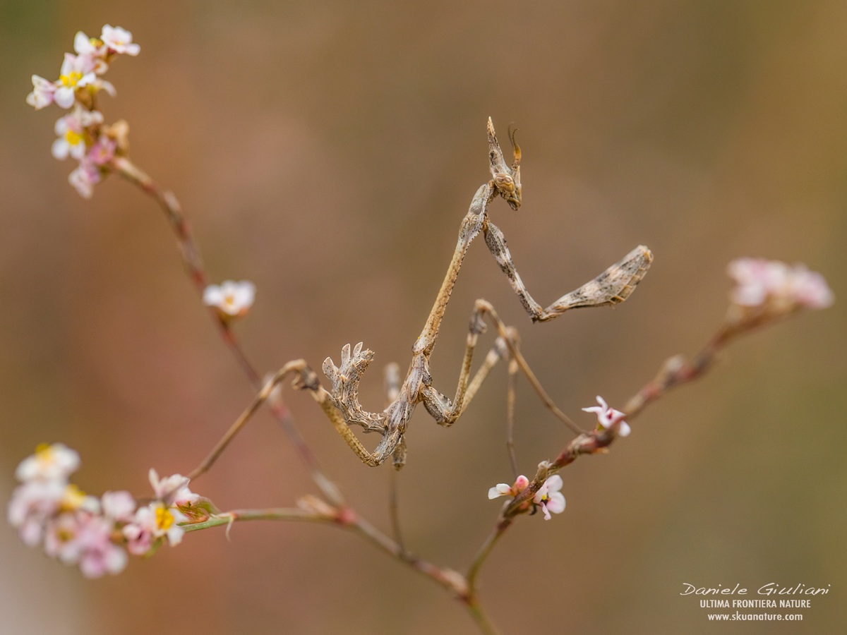 Empusa fasciata