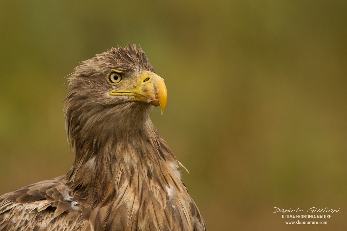Aquila di mare...ritratto