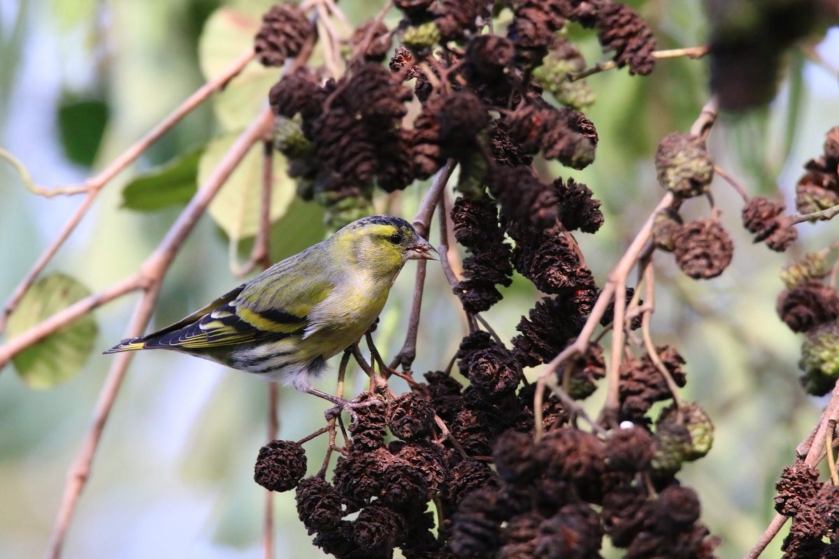 Siskin