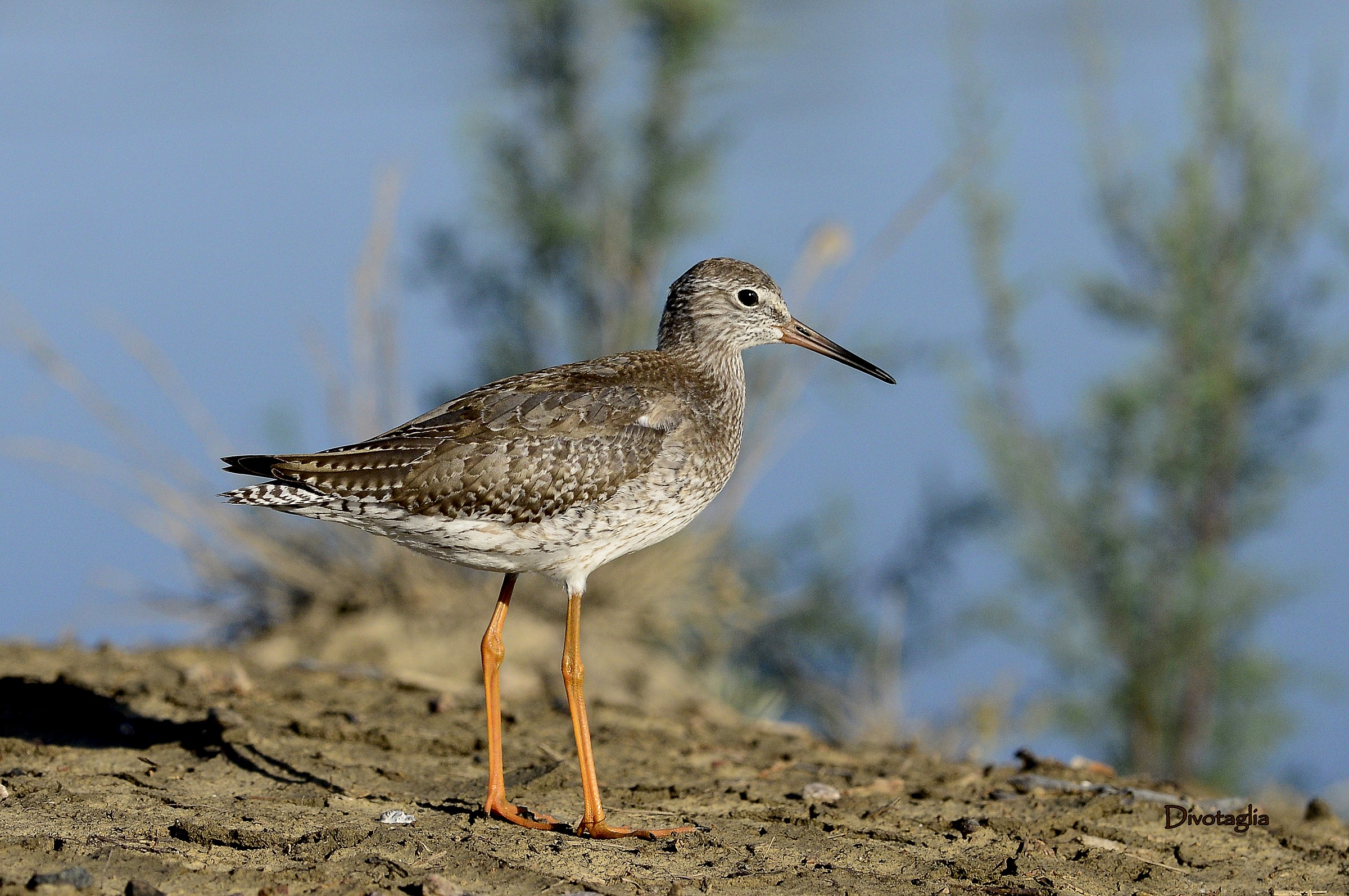 Redshank (Tringa totanus)