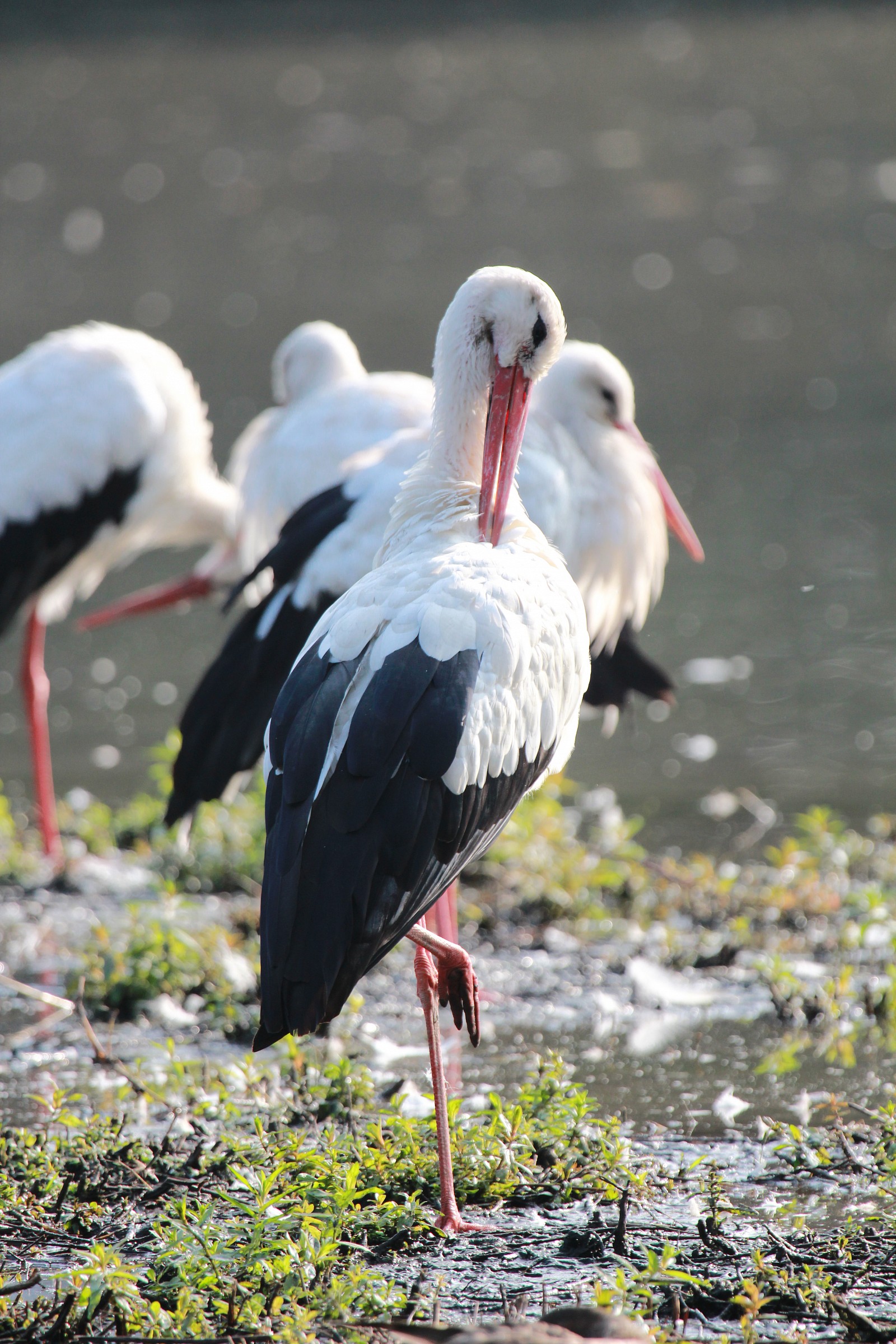 Cicogne alla toilette ...