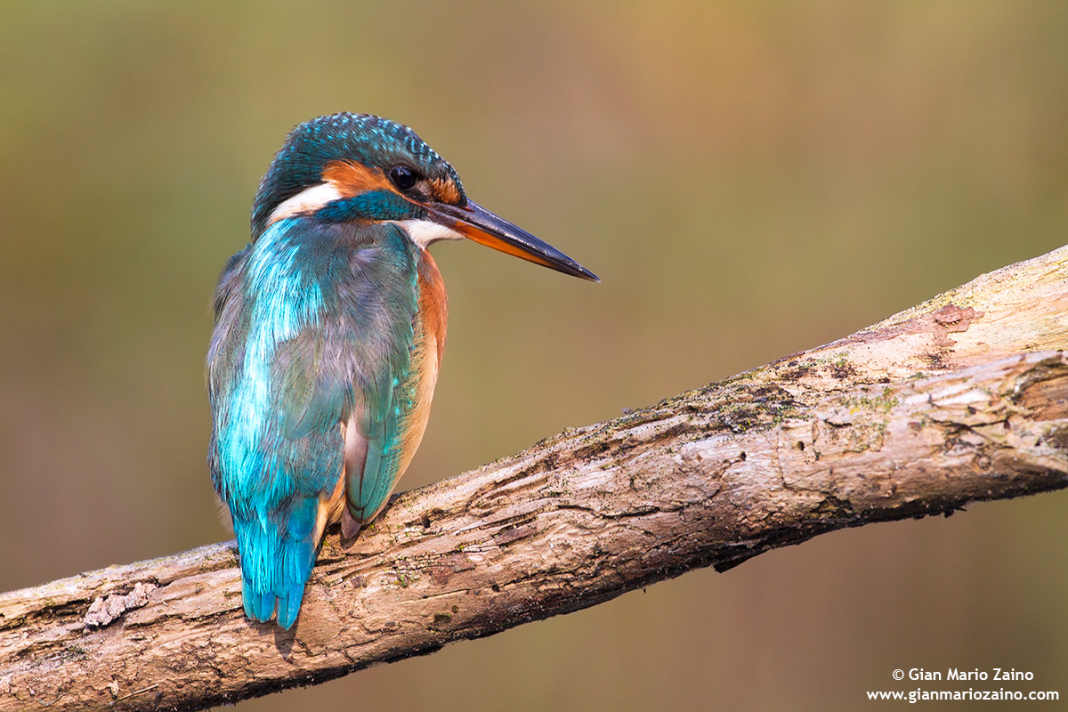 Alcedo atthis / Kingfisher / Common kingfisher