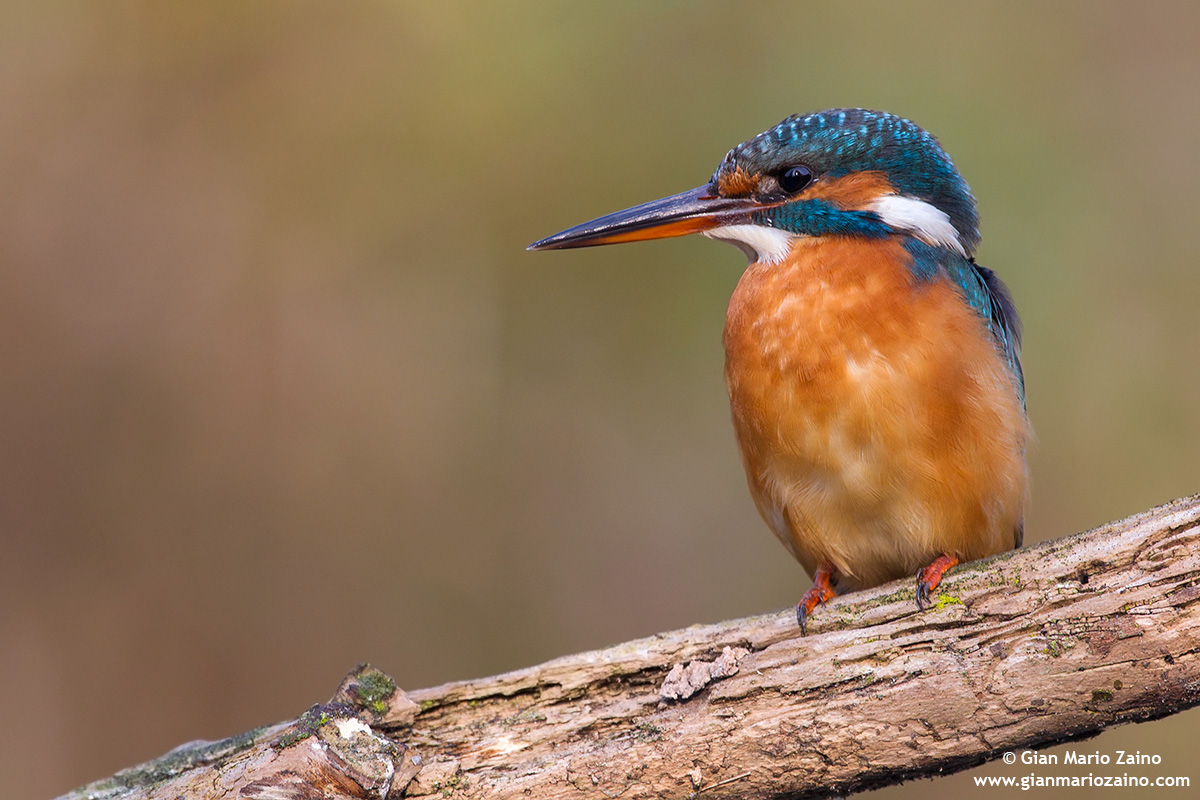 Alcedo atthis / Kingfisher / Common kingfisher