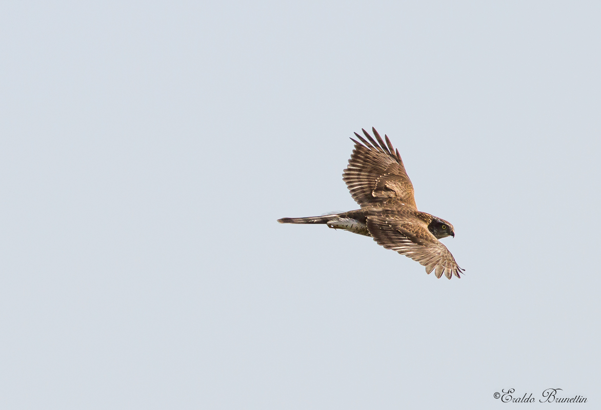 Sparviere (Accipiter nisus)