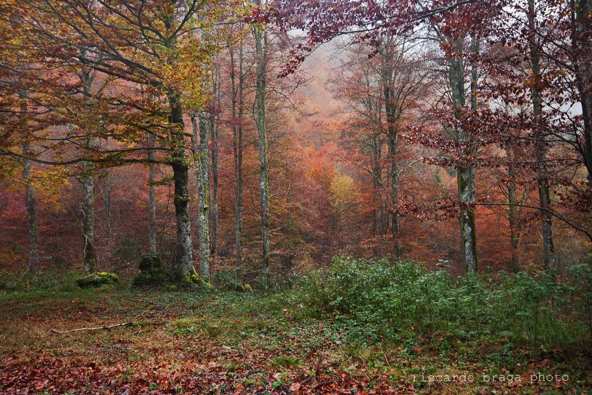Fall-Bosco's cansiglio