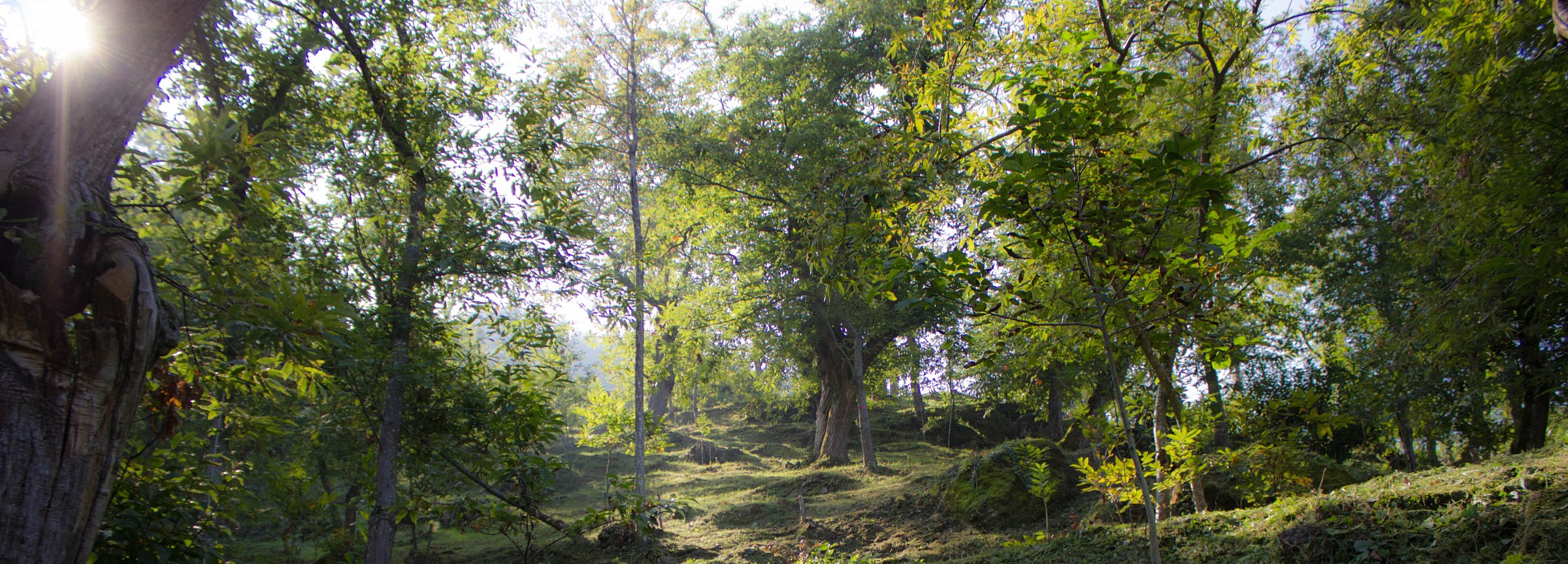 vision to the stones