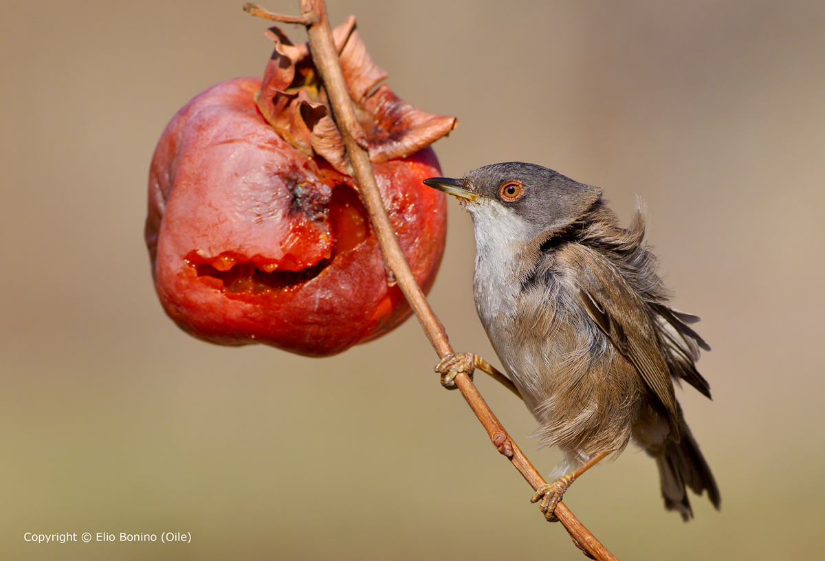 Warbler (Sylvia melanocephala)