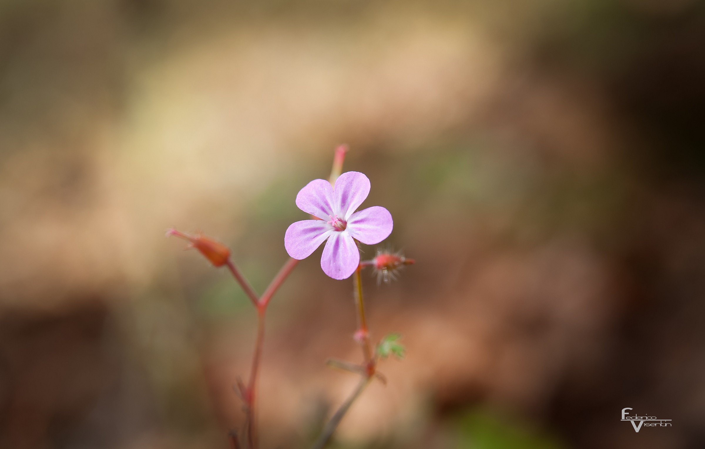 Alpine flower autumn