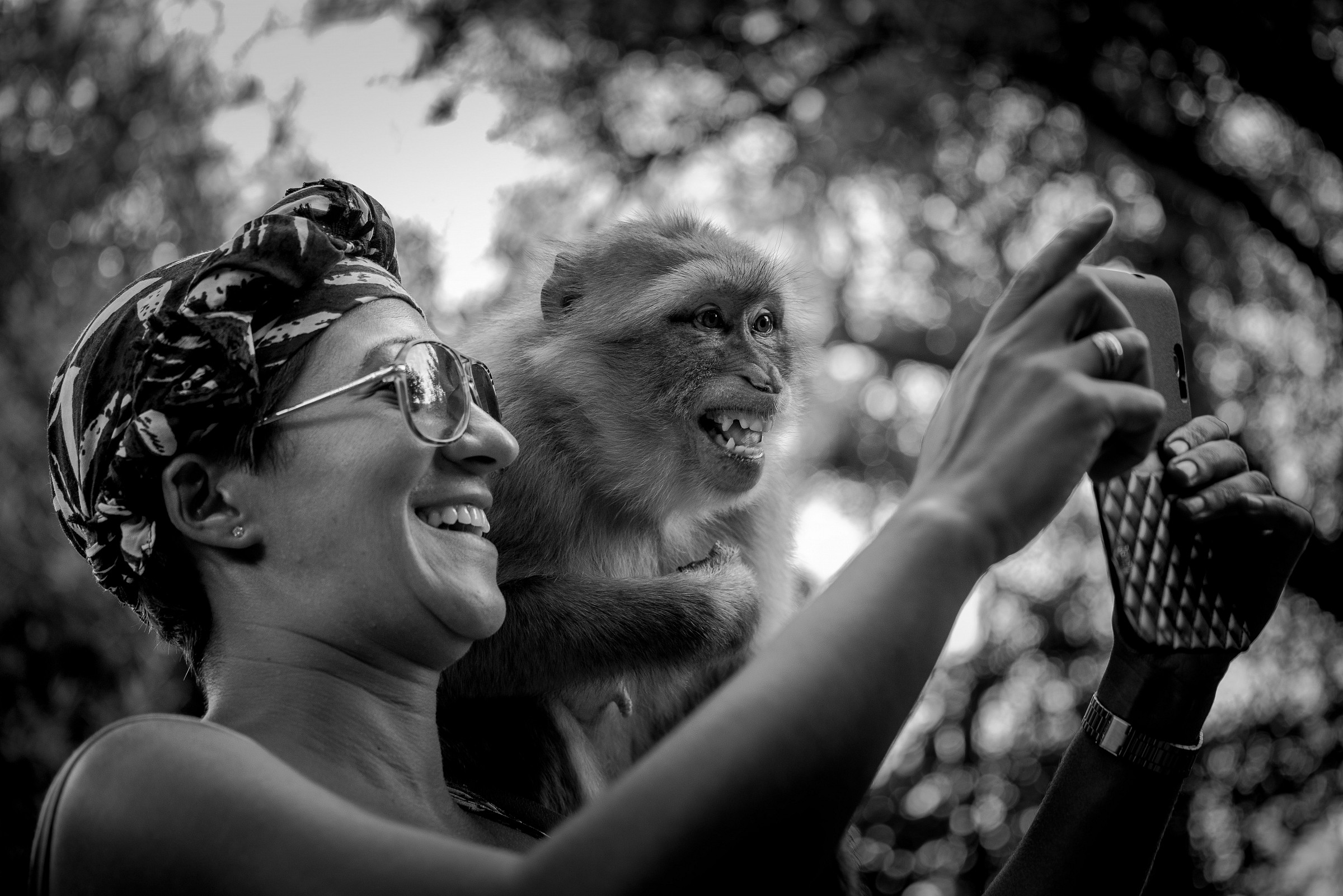 Monkey selfie