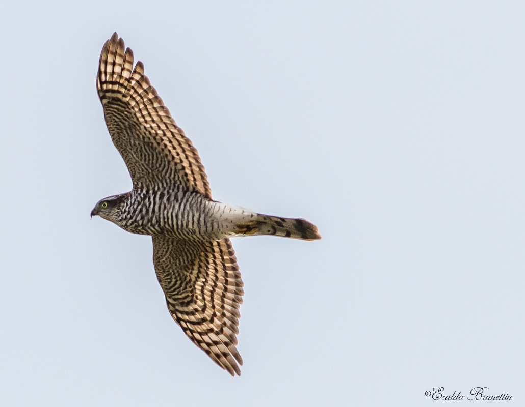Sparrowhawk (Accipiter nisus)
