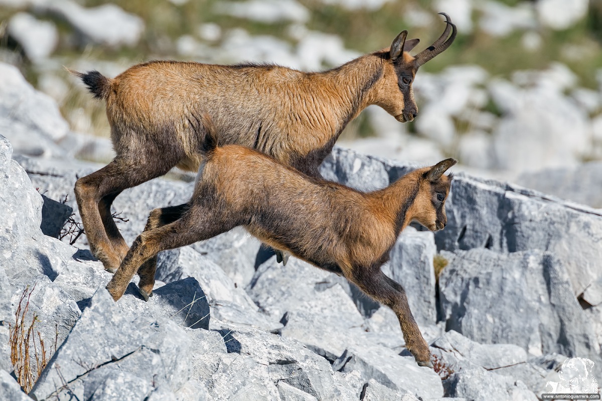 Chamois d'Abruzzo ... how much beauty