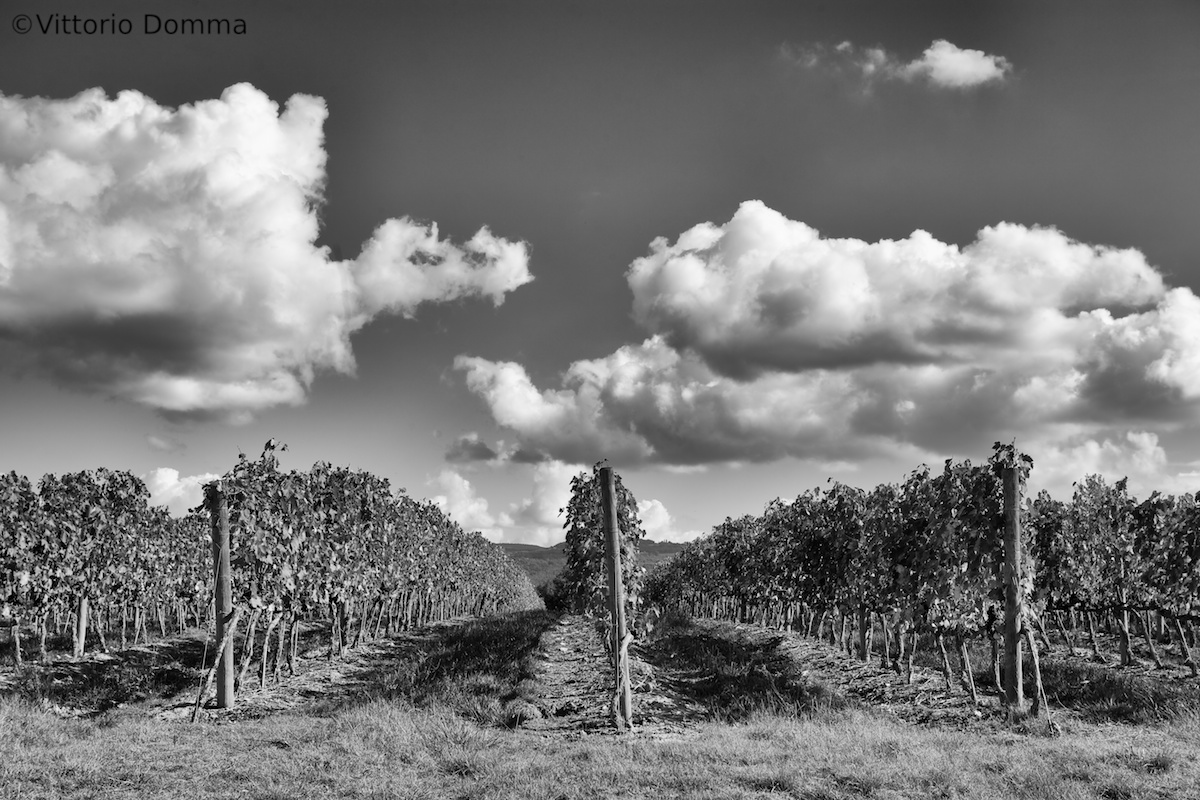 Da grande farò il Brunello