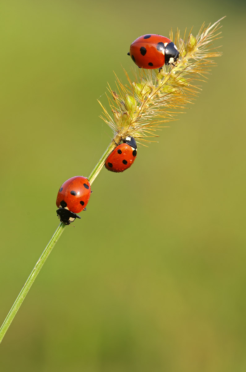 Su e giù dalla spiga