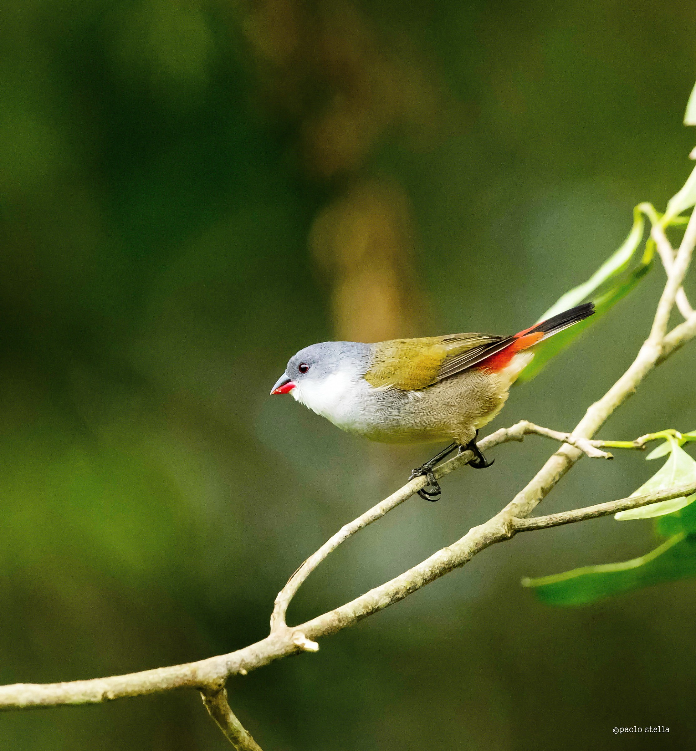 Swee Waxbill (Coccopygia melanotis)