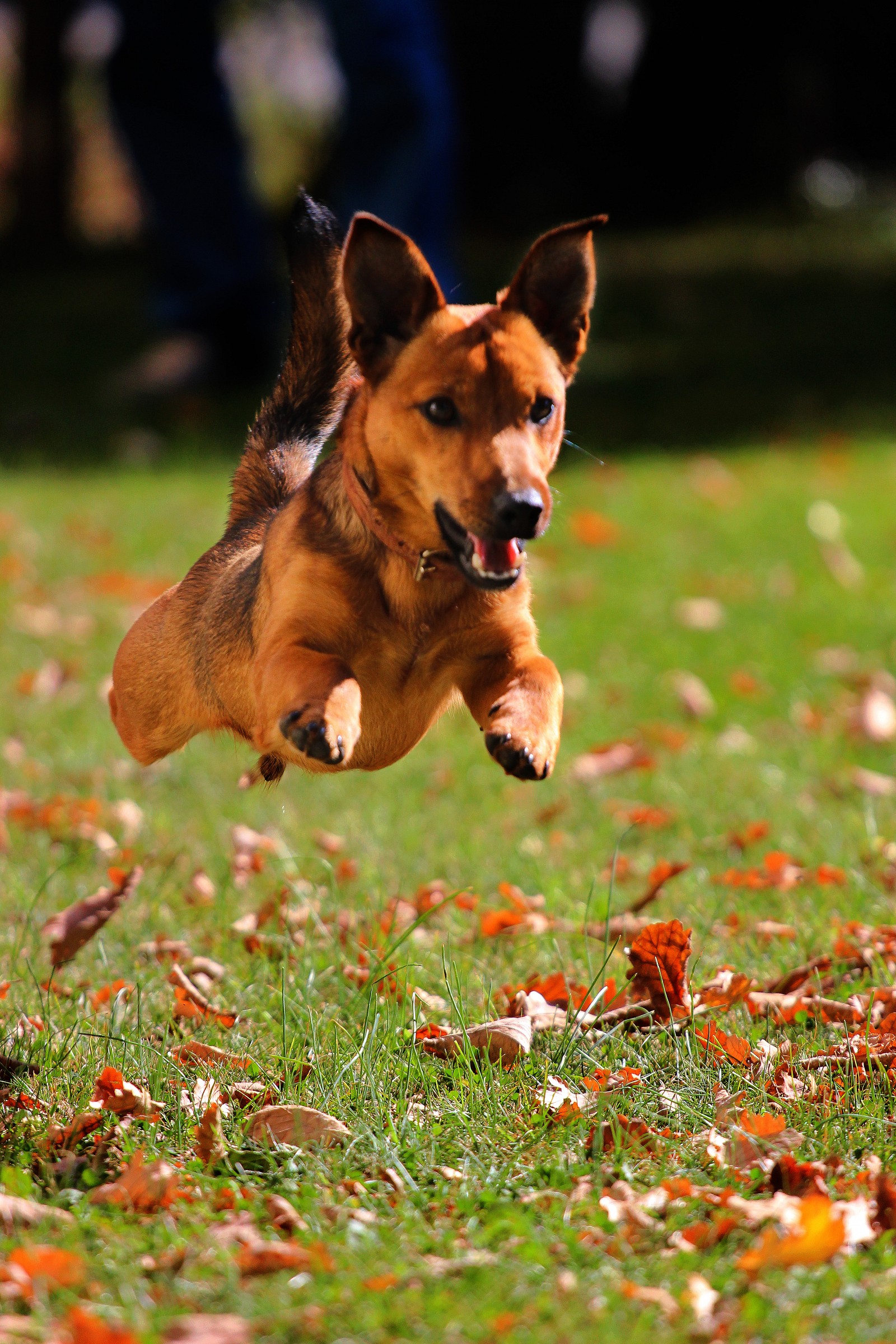 Argo il cane volante