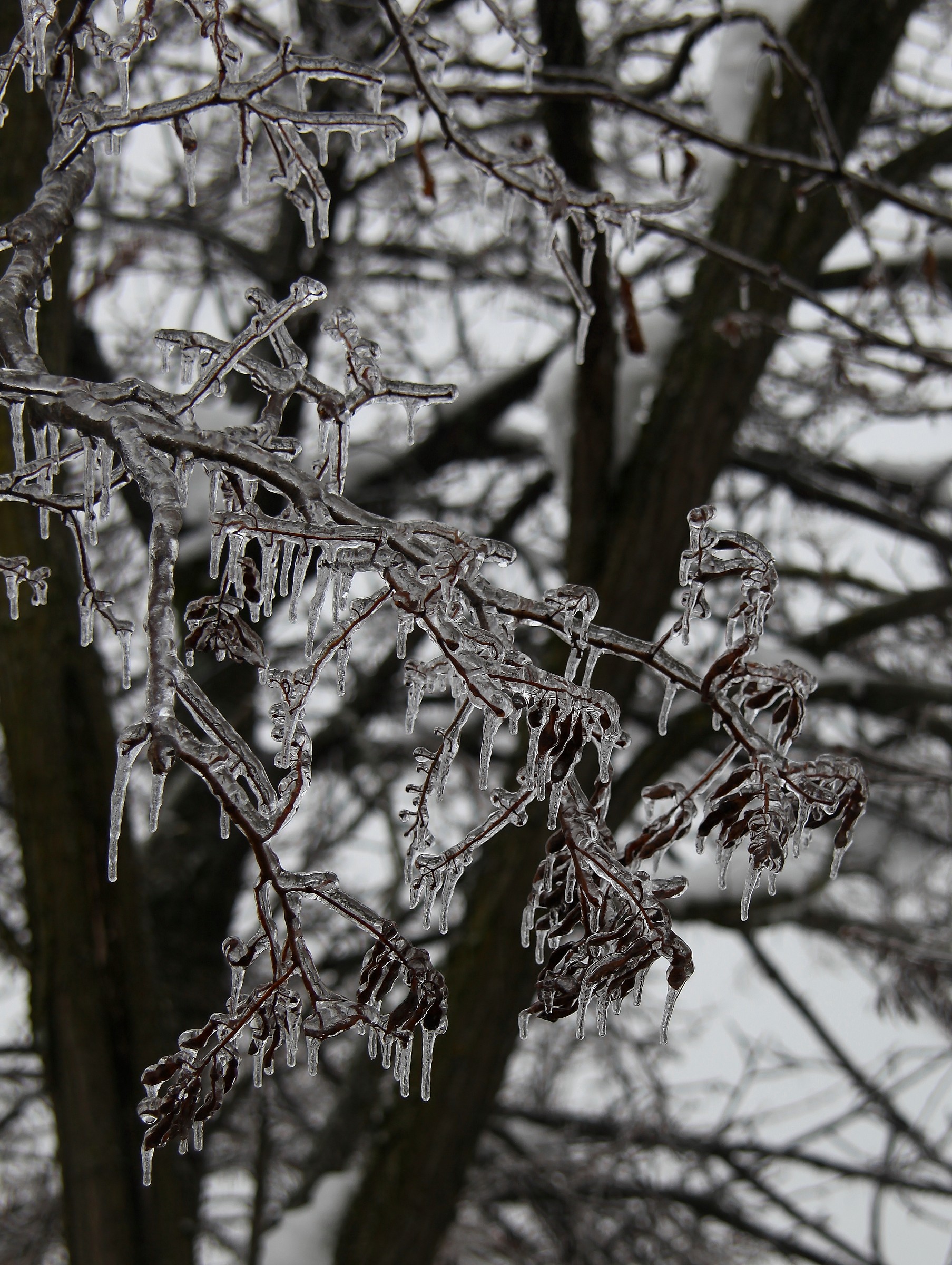 Glaciazione sull'appennino ToscoEmiliano