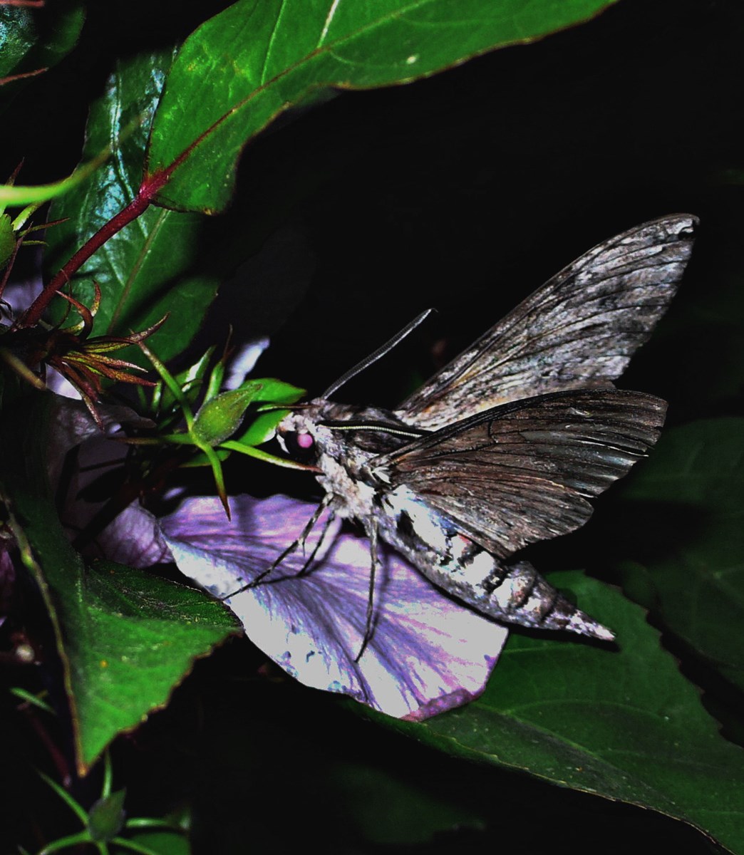 il popolo della notte