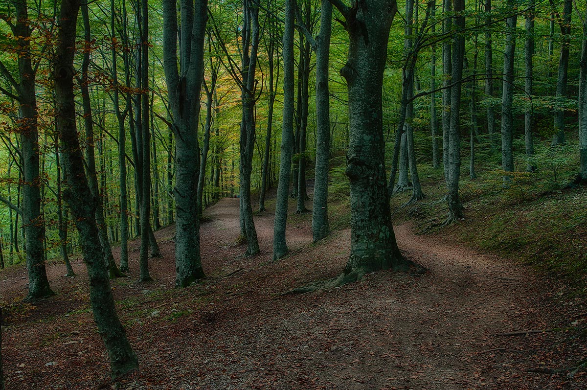 The forest S.Leonardo