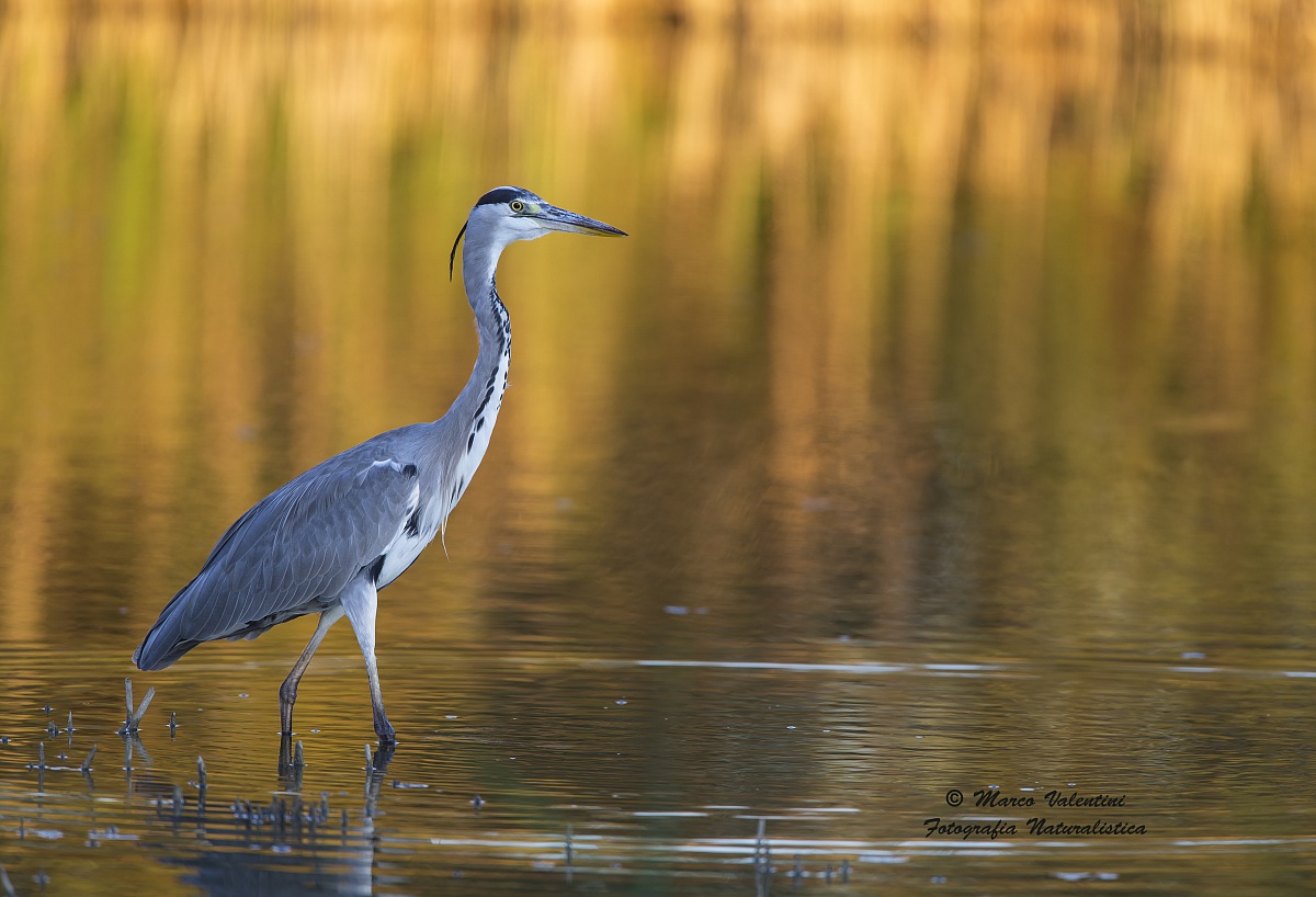 Grey heron, golden hour