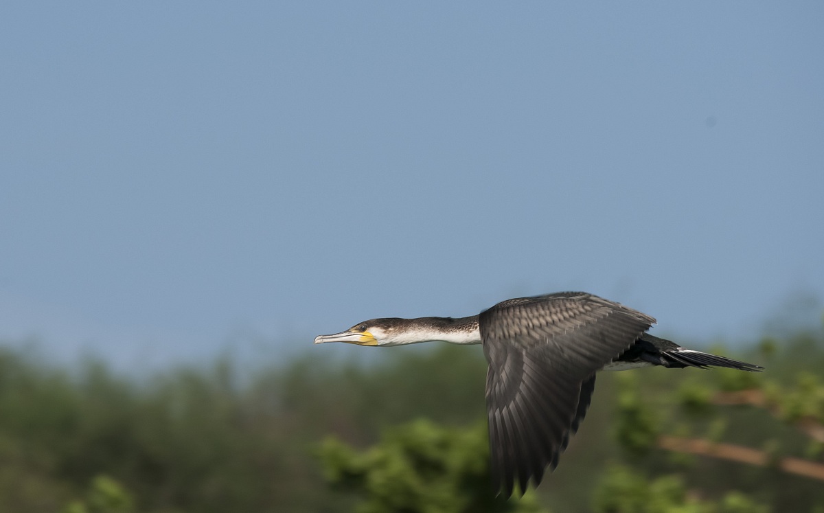cormorano in volo