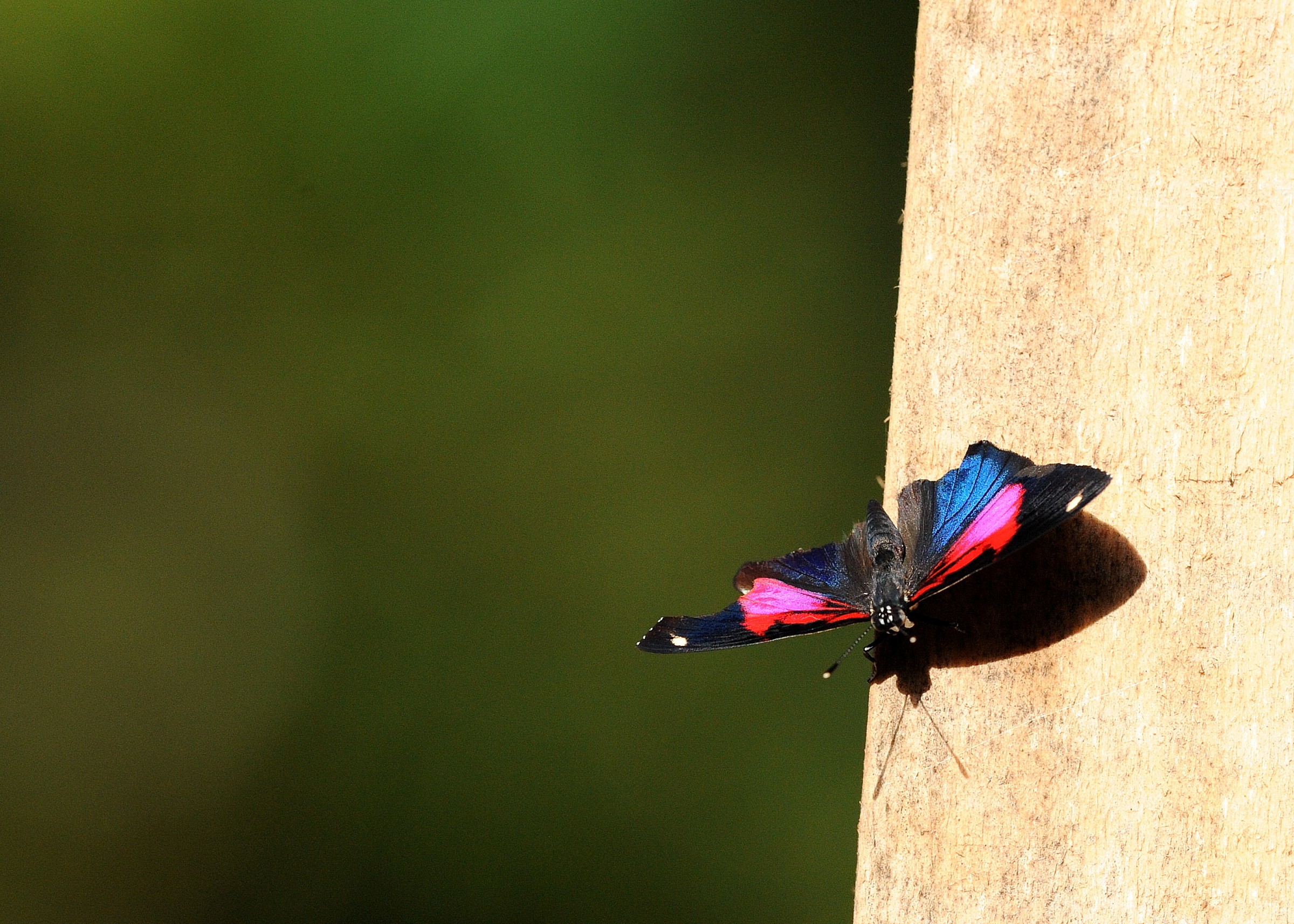 Farfalla, cascate Iguacu, Argentina
