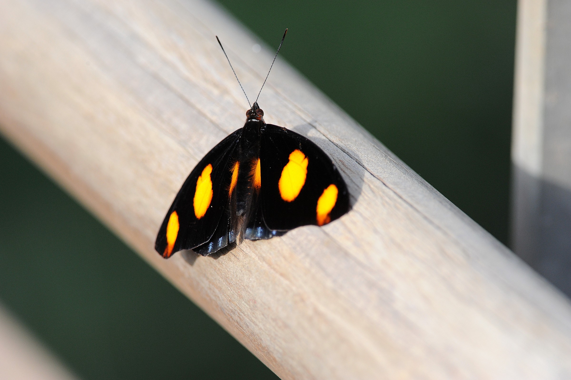 Farfalla, cascate Iguacu, Argentina