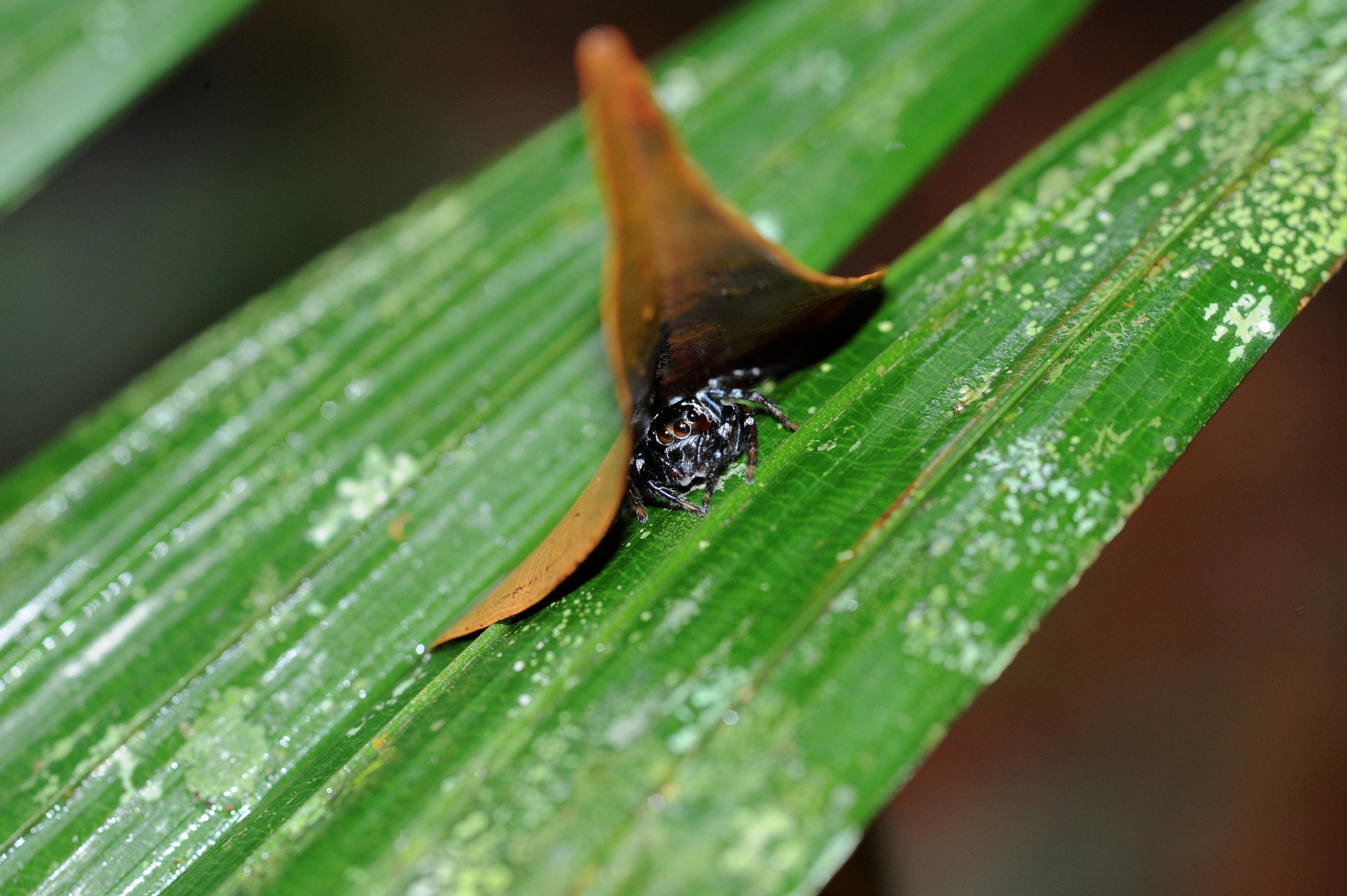 Il nascondiglio del ragnetto, Borneo malese