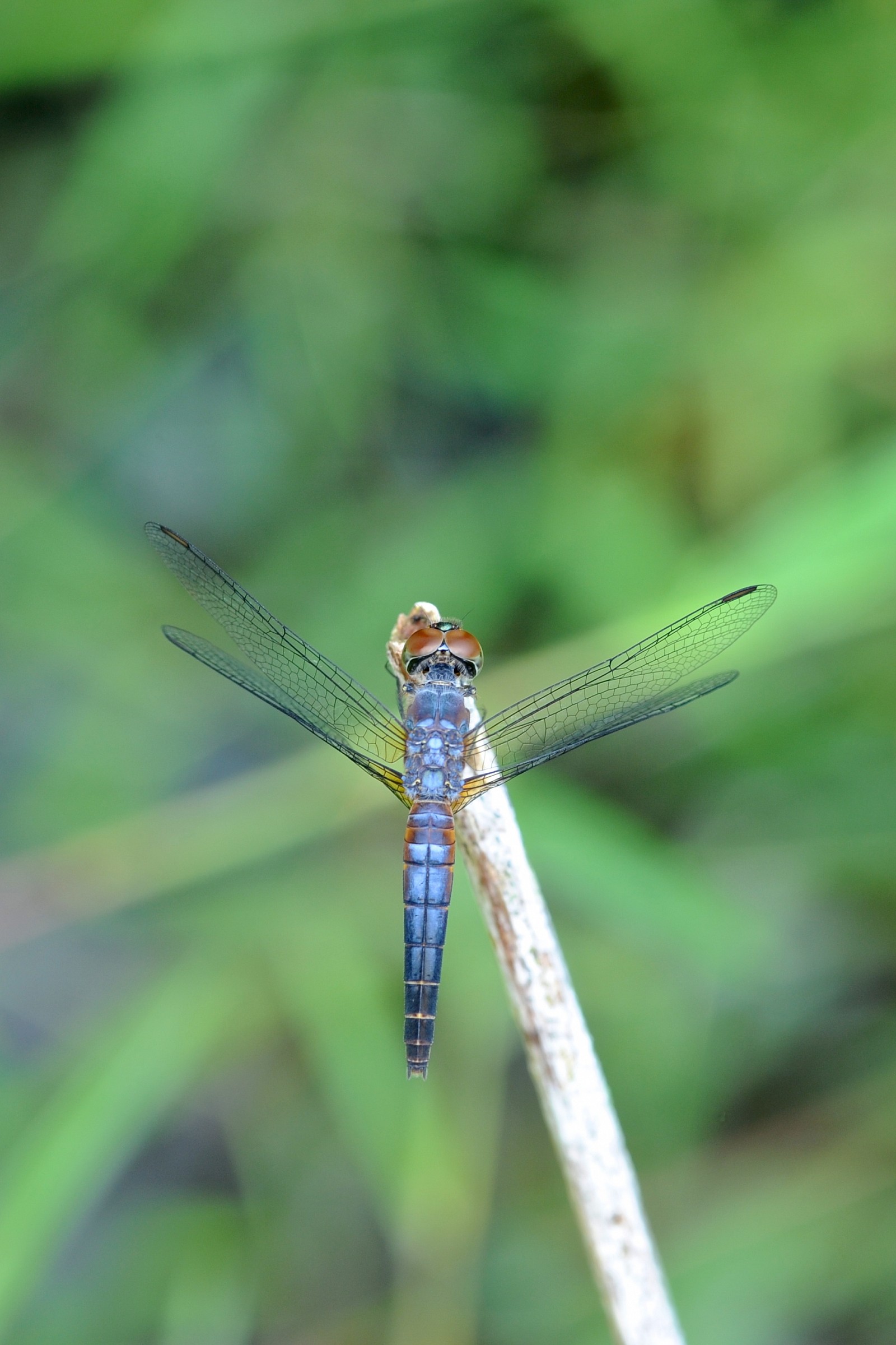 Libellula, Borneo malese