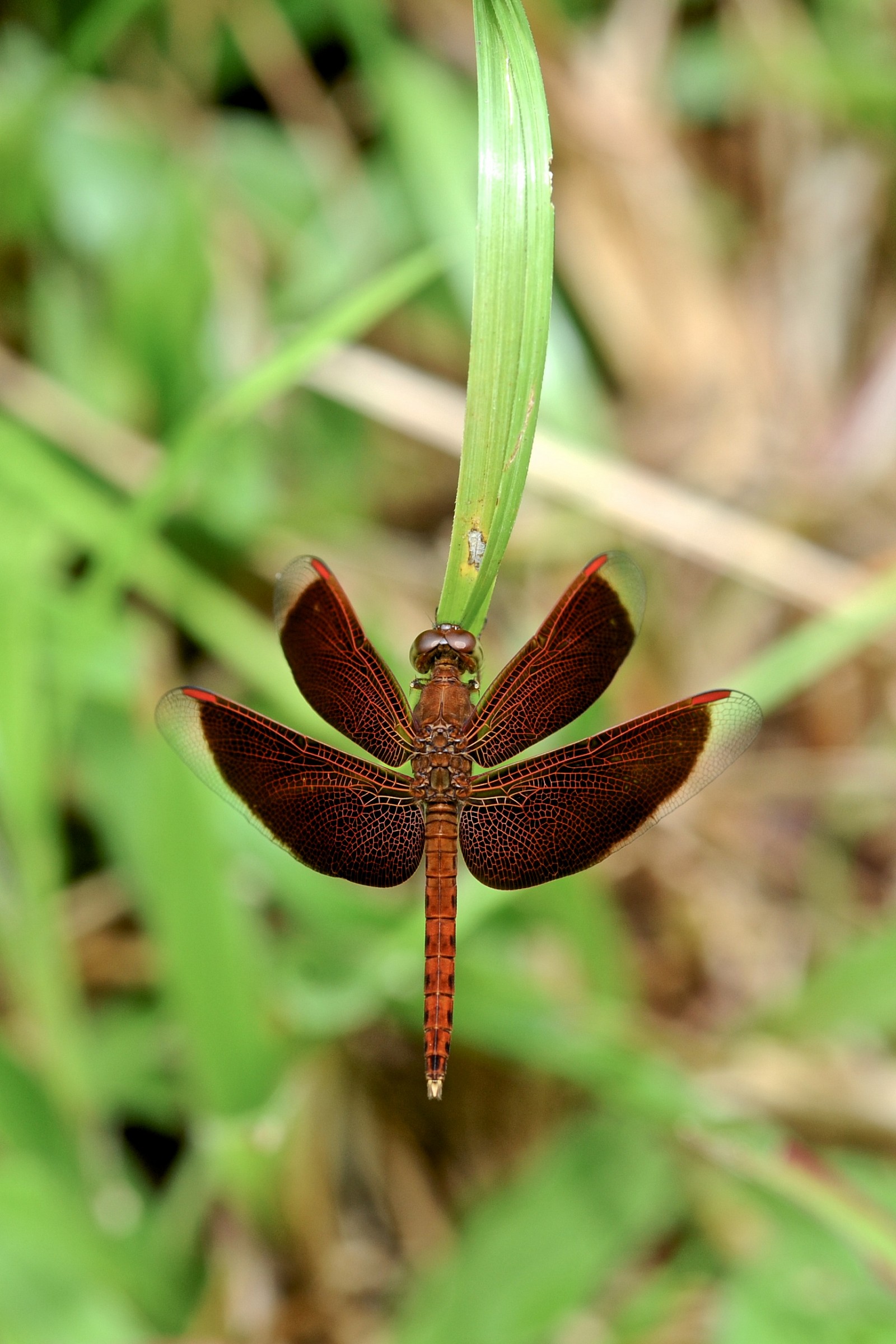 Libellula, Borneo malese