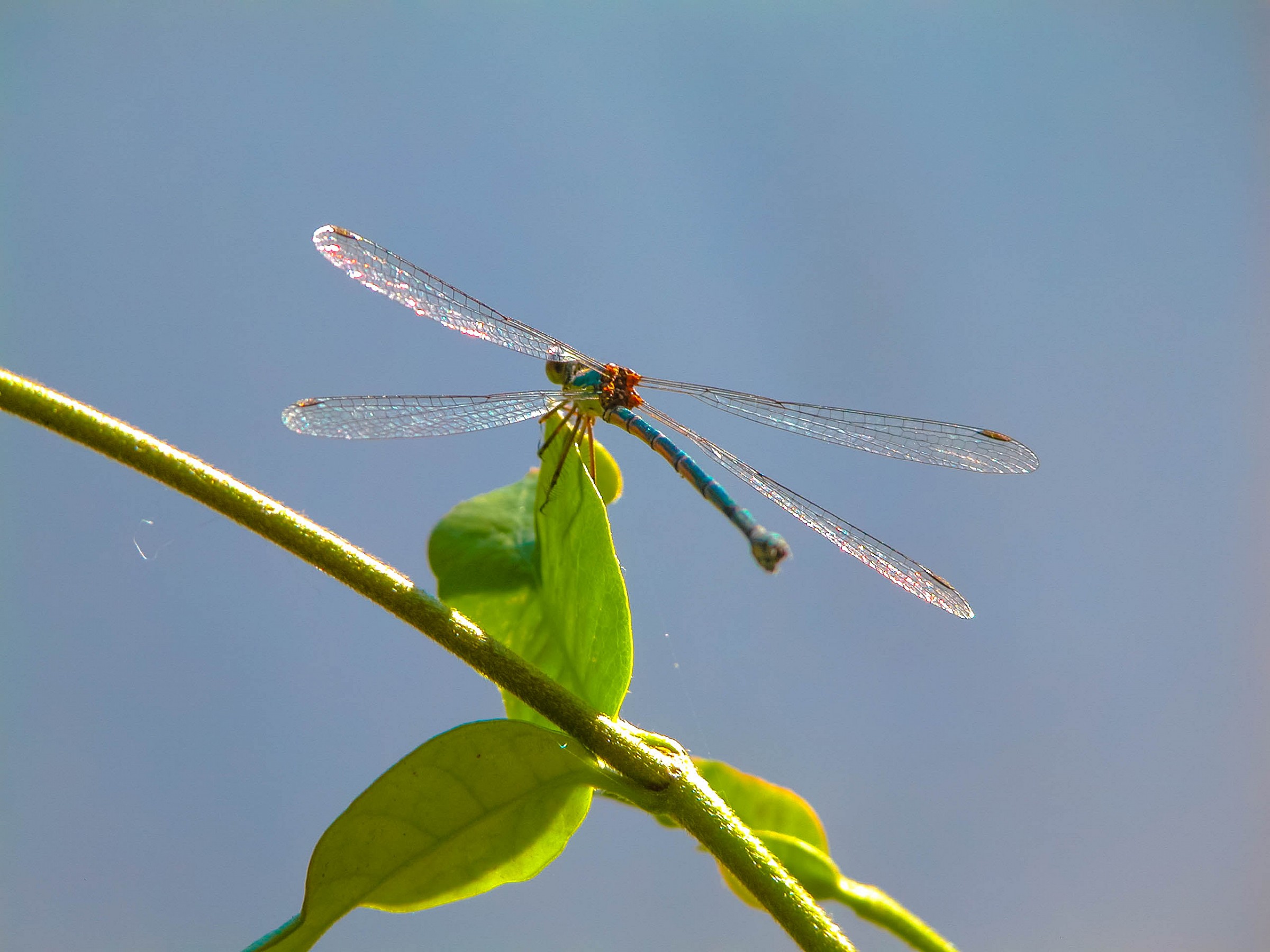 Libellula