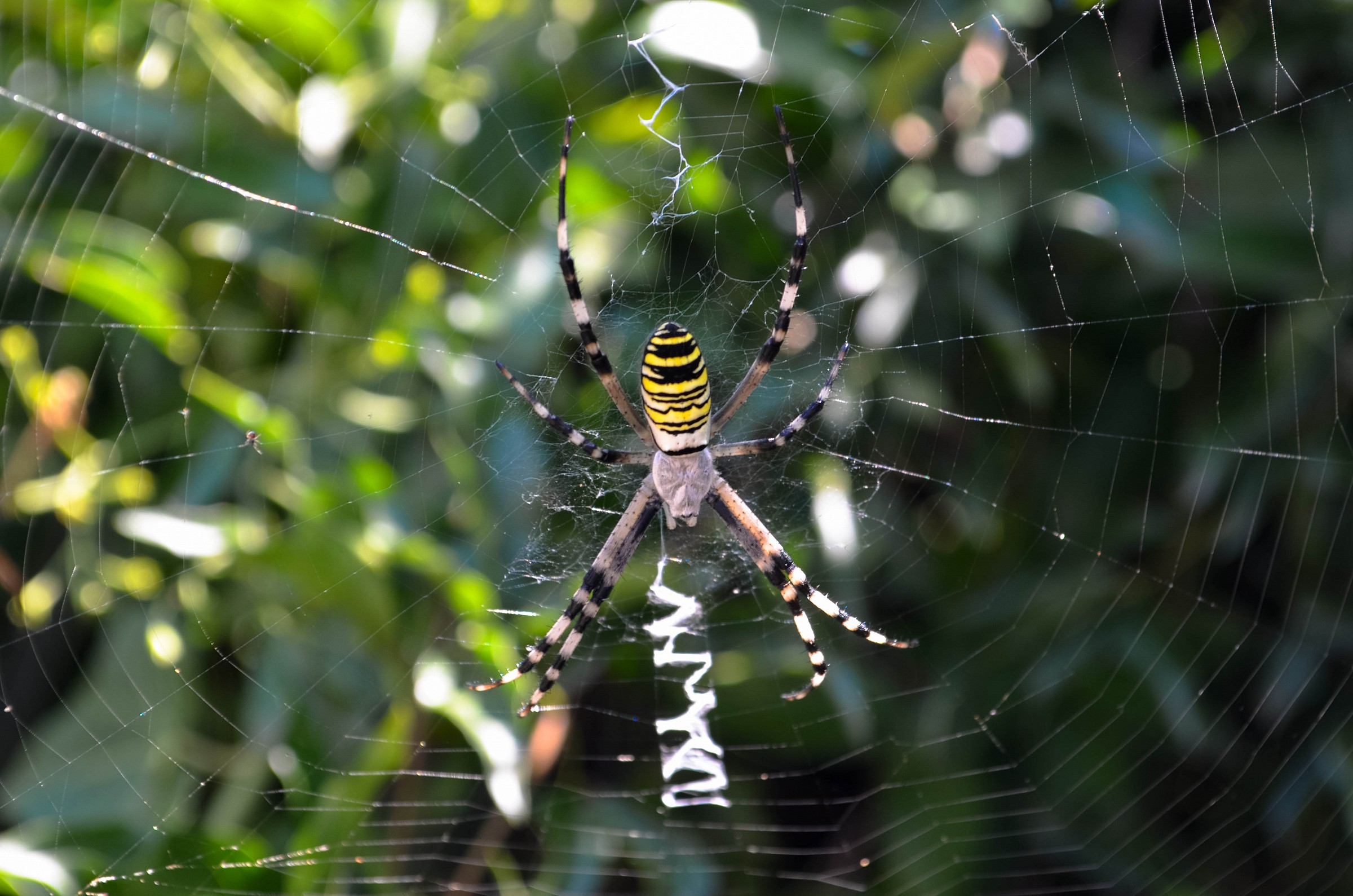 Argiope bruennichi, ragno vespa