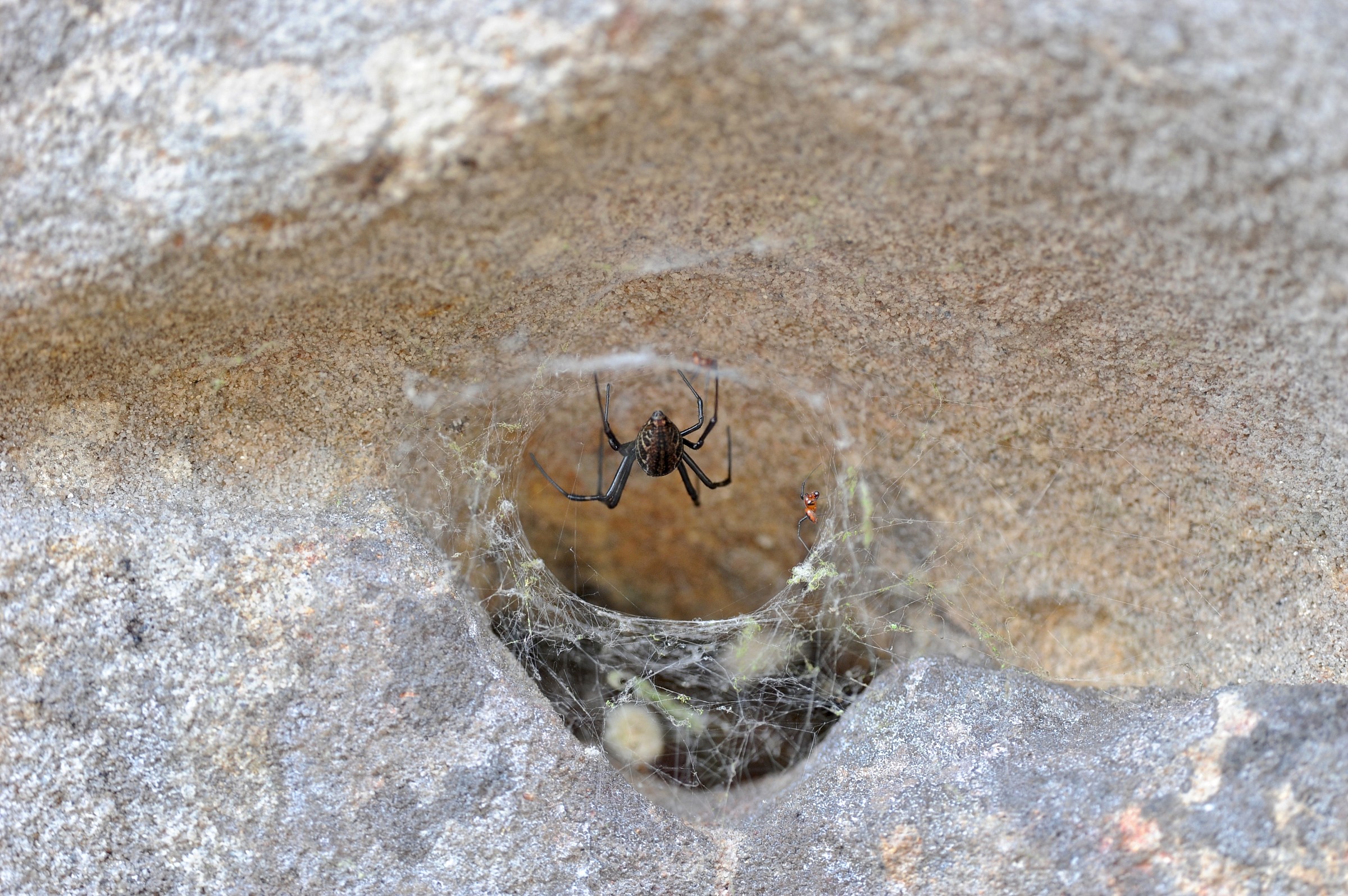 Ragni maschio e femmina, Borneo malese