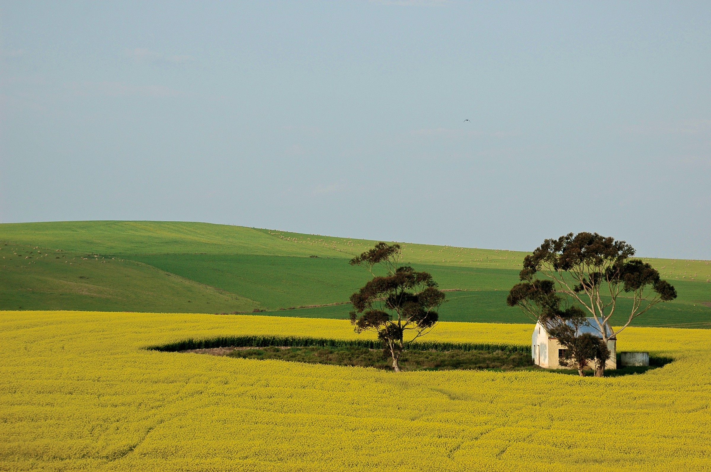 Casetta sudafricana, regione di Cape Town