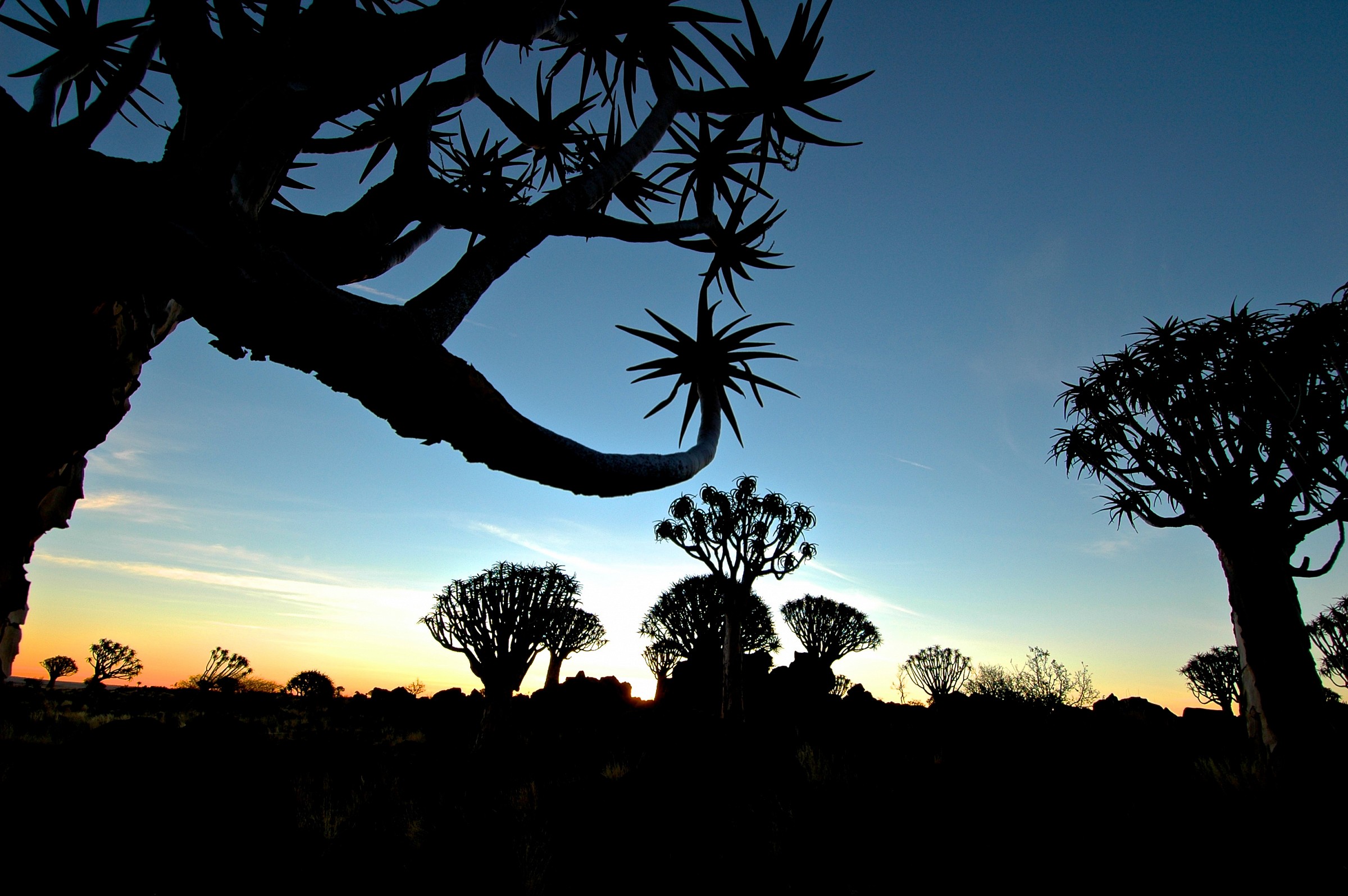 Alberi faretra, Namibia