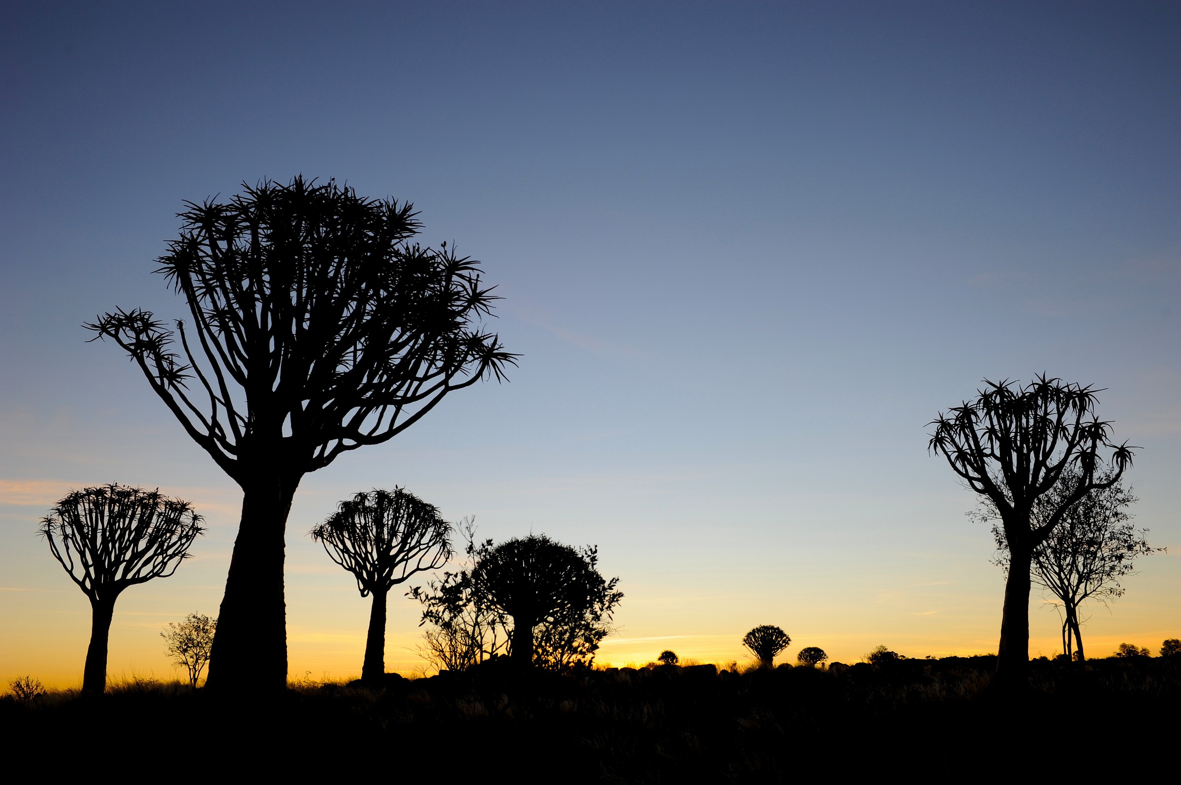 Alberi faretra, Namibia