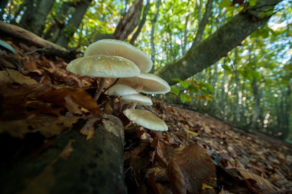 Oudemansiella mucida