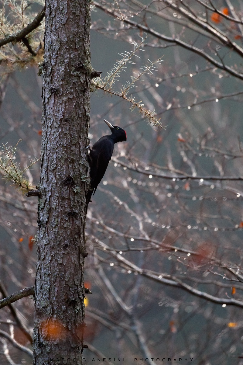 Black Woodpecker