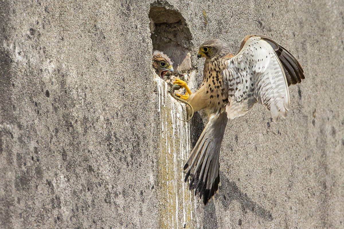 CGheppio to the nest