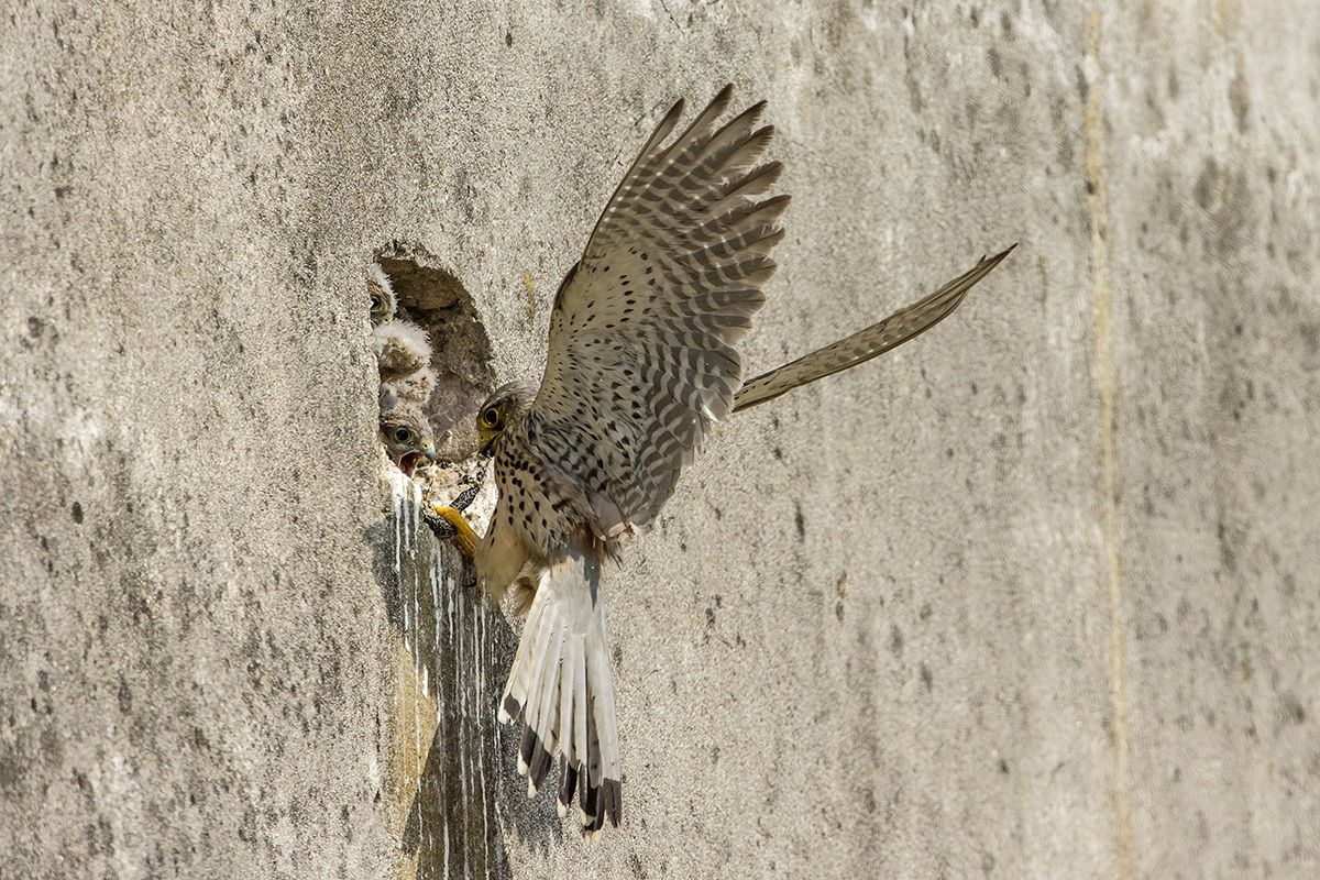 Kestrel nest