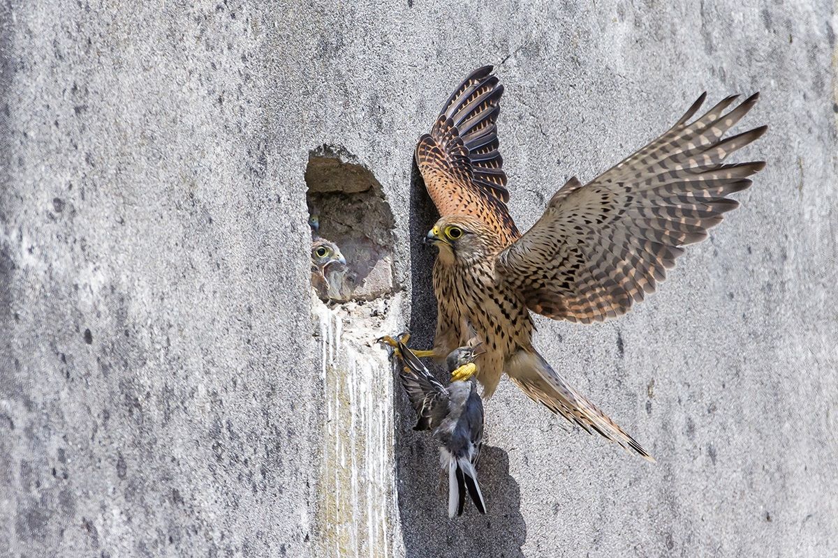 Kestrel nest