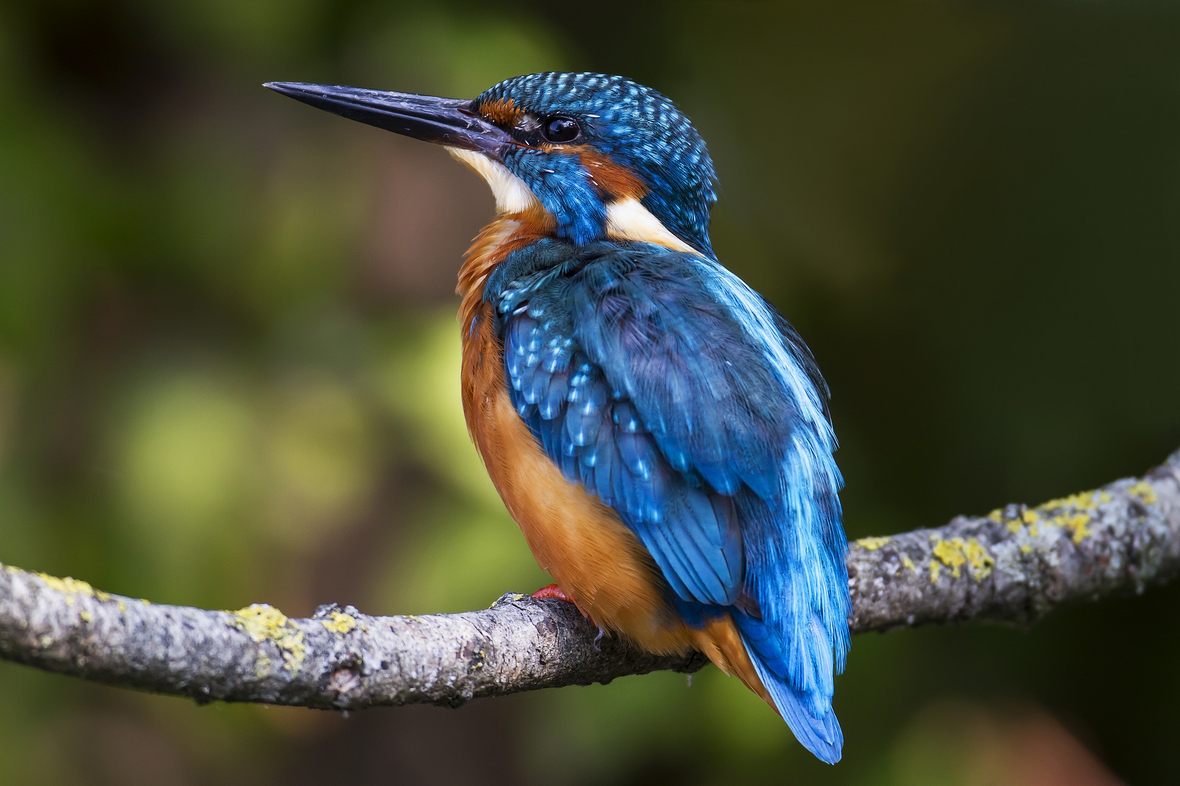 Il mio preferito, il martin pescatore.