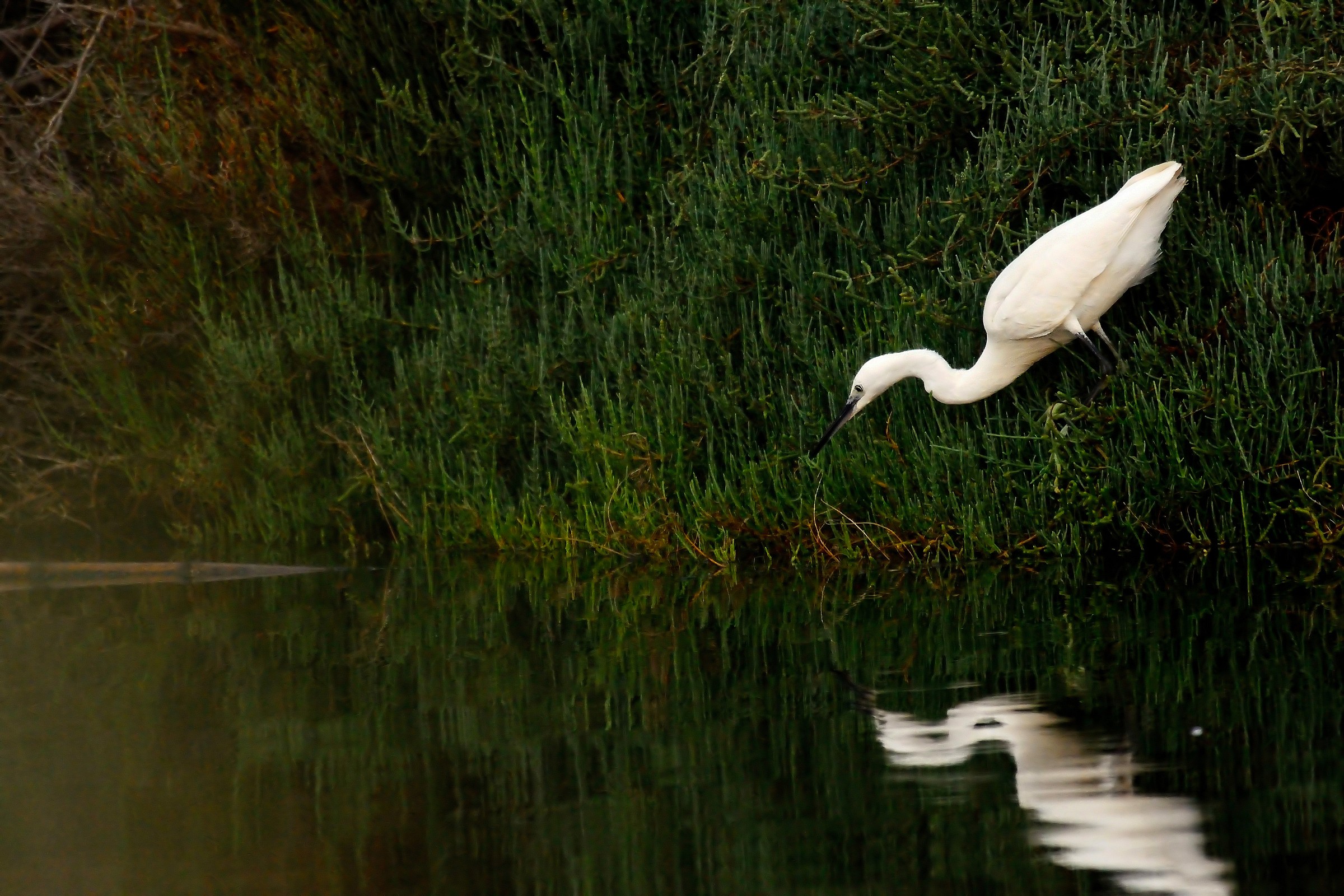 Egret on the hunt