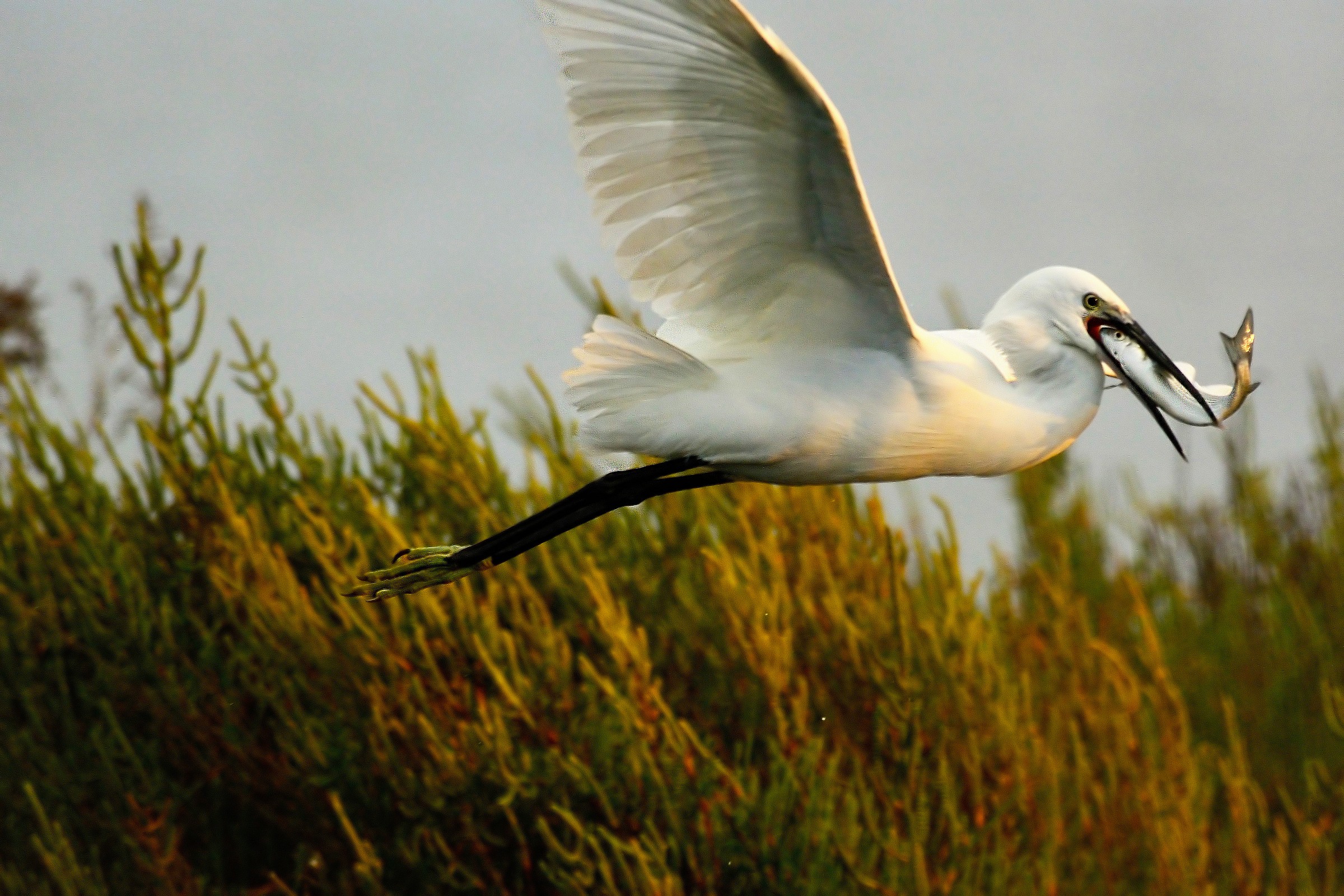 Egret with prey