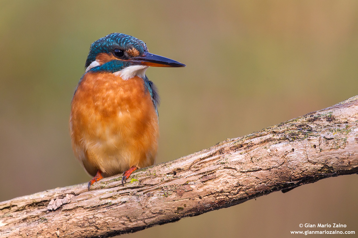 Alcedo atthis / Kingfisher / Common kingfisher