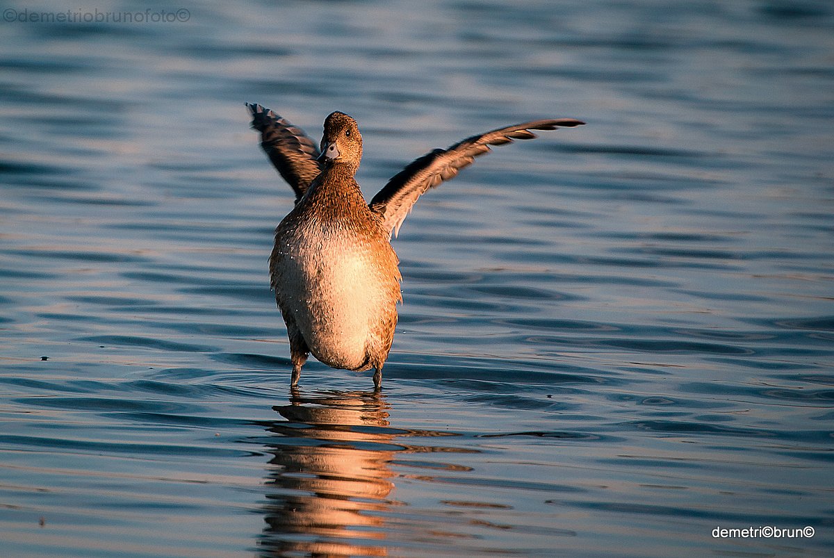 Wigeon female