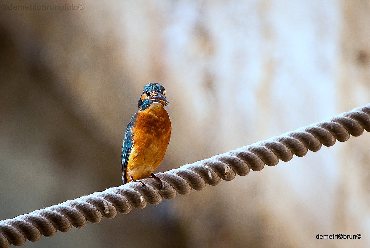 Kingfisher